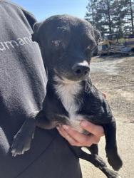 Shelter Stray Male Dog last seen N Garfield Ave & W Belmont Ave, Fresno Zone Fresno CO 1A 93723, CA, 1510 W Dan Ronquillo Dr, Fresno, CA 93706, USA