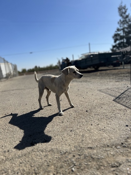 Shelter Stray Male Dog last seen N Garfield Ave & W Belmont Ave, Fresno Zone Fresno CO 1A 93723, CA, 1510 W Dan Ronquillo Dr, Fresno, CA 93706, USA