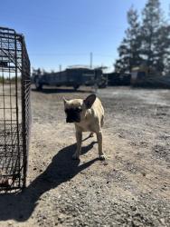 Shelter Stray Male Dog last seen N Garfield Ave & W Belmont Ave, Fresno Zone Fresno CO 1A 93723, CA, 1510 W Dan Ronquillo Dr, Fresno, CA 93706, USA