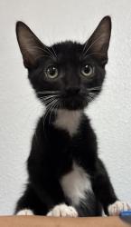 Shelter Stray Female Cat last seen Near Semlinger, Within Coalition, TX, 11300 Nacogdoches Rd, San Antonio, TX 78217, USA