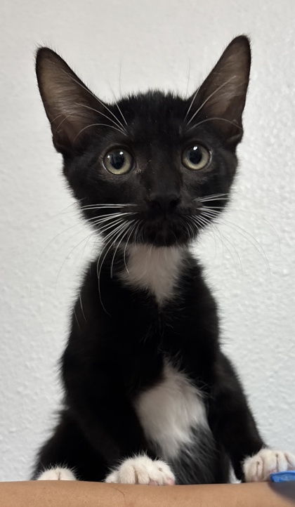 Shelter Stray Female Cat last seen Near Semlinger, Within Coalition, TX, 11300 Nacogdoches Rd, San Antonio, TX 78217, USA