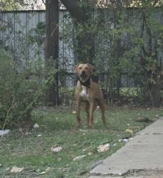 Shelter Stray Female Dog last seen Near SELK AVE, North District, TX, 355 Hillshire Dr, Haslet, TX 76052, USA