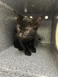 Shelter Stray Male Cat last seen Near Block Of Horton, FOREST HILL, TX, 3961 Bluebell Dr, Everman, TX 76140, USA