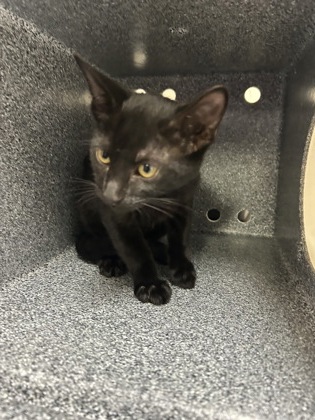 Shelter Stray Male Cat last seen Near Block Of Horton, FOREST HILL, TX, 3961 Bluebell Dr, Everman, TX 76140, USA