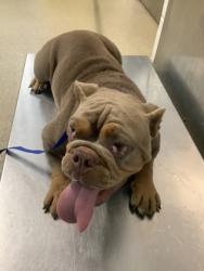 Shelter Stray Female Dog last seen Near E Maddox Ave, Central District, TX, 355 Hillshire Dr, Haslet, TX 76052, USA