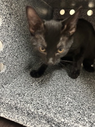 Shelter Stray Male Cat last seen Near Block Of Horton, FOREST HILL, TX, 3961 Bluebell Dr, Everman, TX 76140, USA
