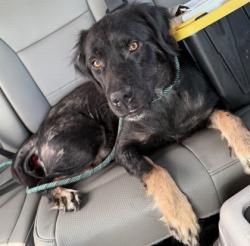Shelter Stray Female Dog last seen N Galena Ave, Citrus Springs, FL, 4030 S Airport Rd, Inverness, FL 34450, USA