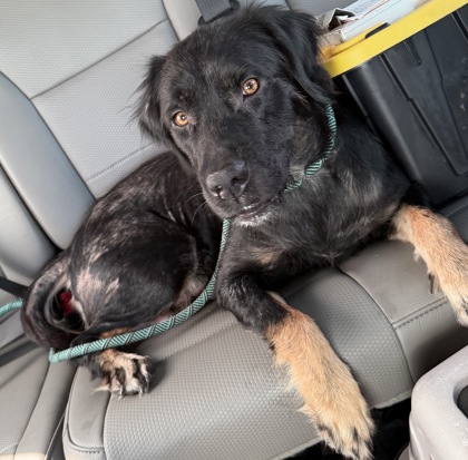 Shelter Stray Female Dog last seen N Galena Ave, Citrus Springs, FL, 4030 S Airport Rd, Inverness, FL 34450, USA