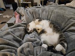 Lost Male Cat last seen Grimes and Rachel, Round Rock, TX 78664