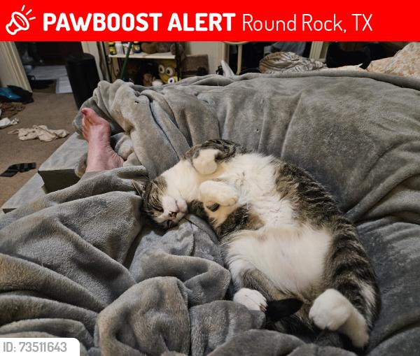 Lost Male Cat last seen Grimes and Rachel, Round Rock, TX 78664