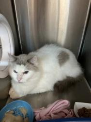 Shelter Stray Unknown Cat last seen Near Morris Road, Alpharetta, GA, 1251 Fulton Industrial Blvd NW, Atlanta, GA 30336, USA