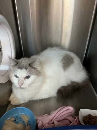 Shelter Stray Unknown Cat last seen Near Morris Road, Alpharetta, GA, 1251 Fulton Industrial Blvd NW, Atlanta, GA 30336, USA