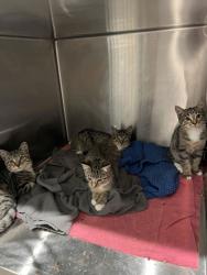 Shelter Stray Unknown Cat last seen Near Wood Road, Alpharetta, GA, 1251 Fulton Industrial Blvd NW, Atlanta, GA 30336, USA