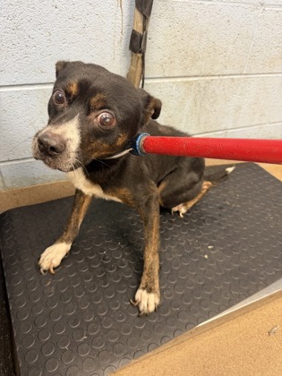 Shelter Stray Male Dog last seen Near Tilson Road Decatur, 30032, 30032, GA, 3280 Chamblee Dunwoody Rd, Chamblee, GA 30341, USA