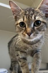 Shelter Stray Male Cat last seen Near Mill Lake Cir, Stone Mountain, GA 30088, 30088, GA, 3280 Chamblee Dunwoody Rd, Chamblee, GA 30341, USA