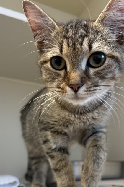 Shelter Stray Male Cat last seen Near Mill Lake Cir, Stone Mountain, GA 30088, 30088, GA, 3280 Chamblee Dunwoody Rd, Chamblee, GA 30341, USA