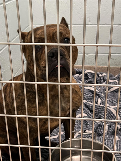 Shelter Stray Female Dog last seen Union Chapel Rd and Troxel Dr, Noblesville City, IN, 10501 Hague Rd, Fishers, IN 46038, USA
