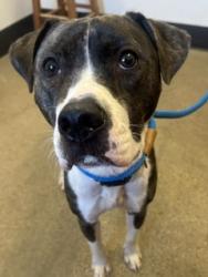 Shelter Stray Female Dog last seen Near E 120, 4th District, OH, 9203 Detroit Ave, Cleveland, OH 44102, USA
