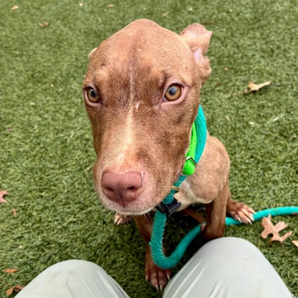 Shelter Stray Male Dog last seen Near Ravenwood Ave, 21213, MD, 2490 Giles Rd, Baltimore, MD 21225, USA