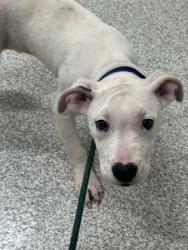 Shelter Stray Male Dog last seen Near Harlem Ave, 21216, MD, 2490 Giles Rd, Baltimore, MD 21225, USA