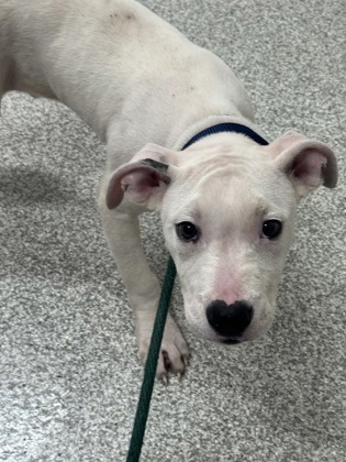 Shelter Stray Male Dog last seen Near Harlem Ave, 21216, MD, 2490 Giles Rd, Baltimore, MD 21225, USA