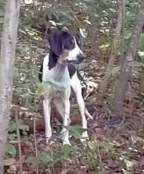 Shelter Stray Male Dog last seen Columbia St, Mason County, WV, 1965 Fairground Rd, Point Pleasant, WV 25550, USA