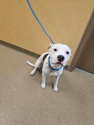 Shelter Stray Female Dog last seen Danieldale / Candlelight, Duncanville, TX, 1150 E Pleasant Run Rd, Cedar Hill, TX 75104, USA