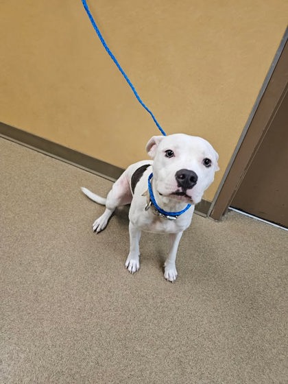 Shelter Stray Female Dog last seen Danieldale / Candlelight, Duncanville, TX, 1150 E Pleasant Run Rd, Cedar Hill, TX 75104, USA