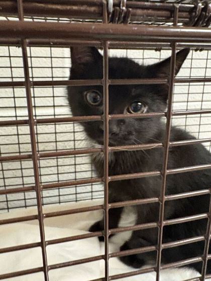 Shelter Stray Male Cat last seen Near longview rd, City of Knoxville GP, TN, 3201 Division St, Knoxville, TN 37919, USA