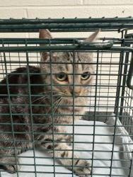 Shelter Stray Female Cat last seen Near longview rd, City of Knoxville GP, TN, 3201 Division St, Knoxville, TN 37919, USA