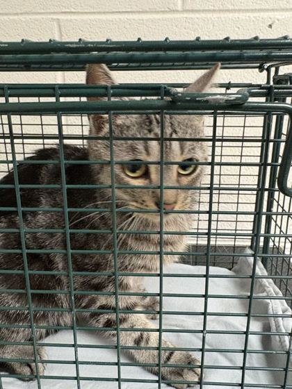 Shelter Stray Female Cat last seen Near longview rd, City of Knoxville GP, TN, 3201 Division St, Knoxville, TN 37919, USA