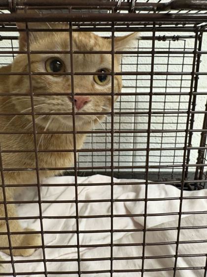 Shelter Stray Unknown Cat last seen Near longview rd, City of Knoxville GP, TN, 3201 Division St, Knoxville, TN 37919, USA