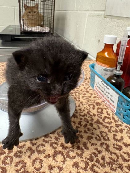 Shelter Stray Male Cat last seen Near little valley rd, City of Knoxville GP, TN, 3201 Division St, Knoxville, TN 37919, USA
