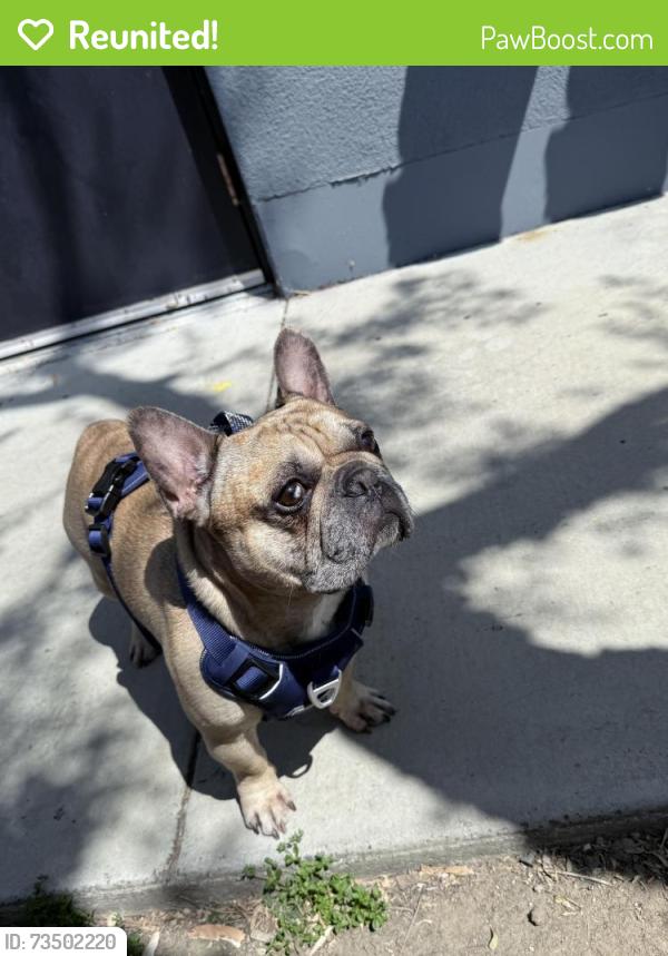 Reunited Male Dog last seen Littlerock near avenue T4, Littlerock, CA 93543