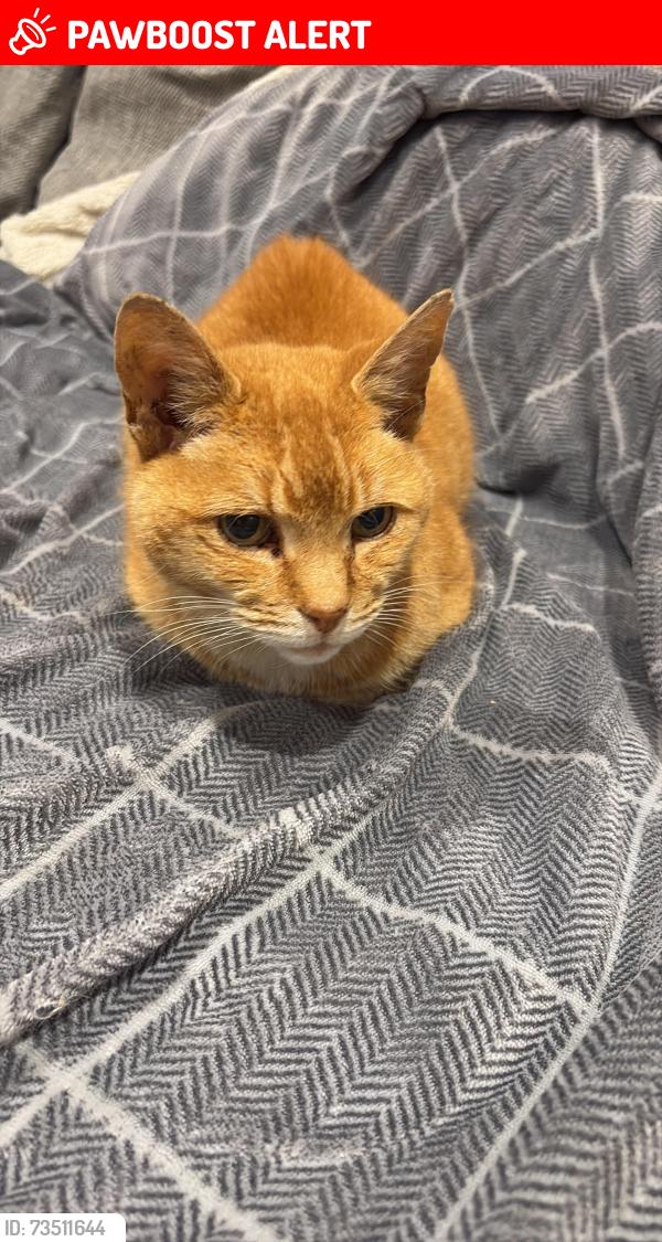 Lost Male Cat last seen Station Road, East Riding of Yorkshire, England 
