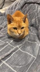 Lost Male Cat last seen Station Road, East Riding of Yorkshire, England 