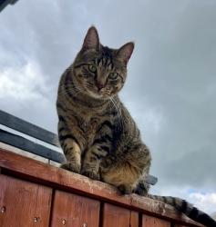 Lost Male Cat last seen Copperwood, Lethbridge, AB 