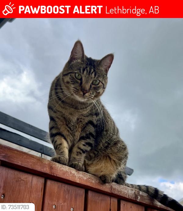 Lost Male Cat last seen Copperwood, Lethbridge, AB 
