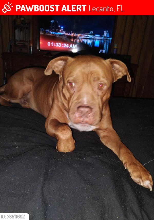 Lost Male Dog last seen Kittiwake pt. Gilbert Terr, Lecanto, FL 34461
