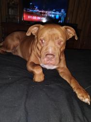 Lost Male Dog last seen Kittiwake pt. Gilbert Terr, Lecanto, FL 34461