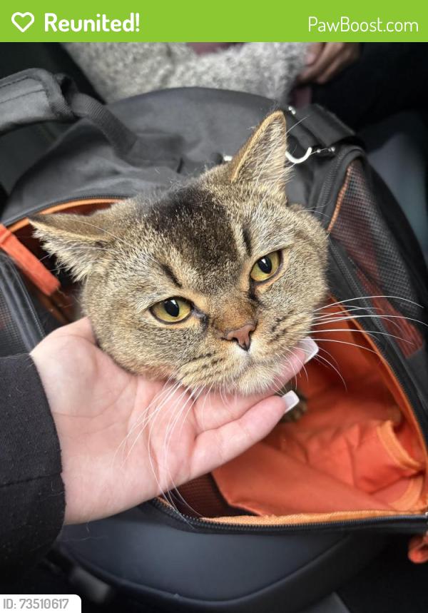 Reunited Male Cat last seen Gillet avenue, Greater London, England E6 3AW
