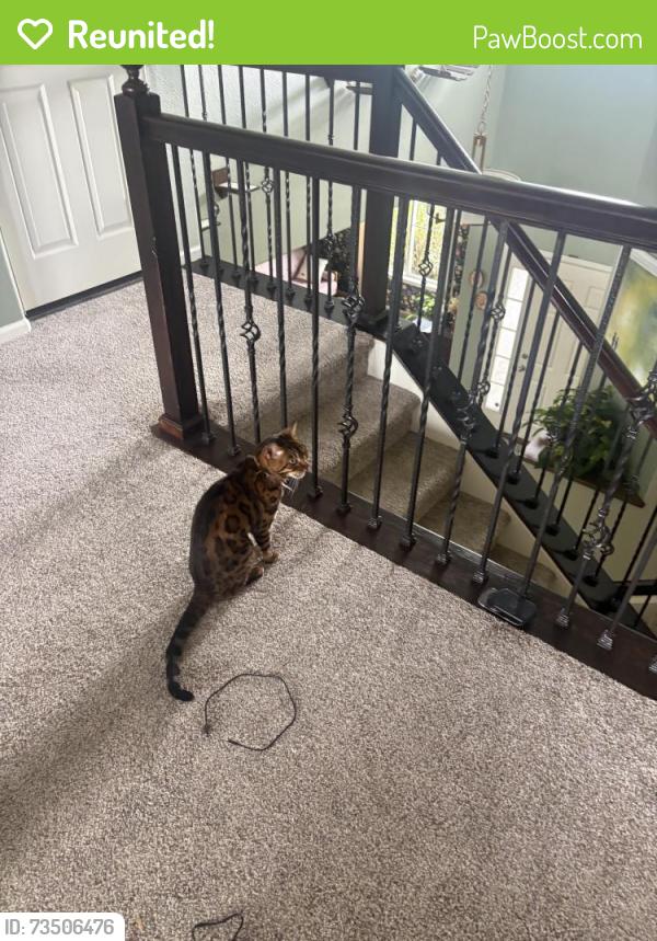Reunited Male Cat last seen Newlin Meadows Neighborhood, Parker, CO 80134