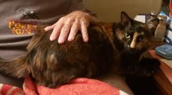 Lost Female Cat last seen Royal Oaks, Sacramento, CA 95815