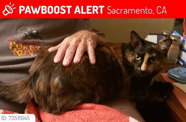 Lost Female Cat last seen Royal Oaks, Sacramento, CA 95815