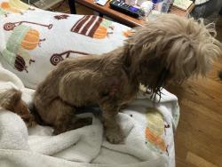 Reunited Female Dog last seen Auburn Park Road, Waynesville, NC 28786