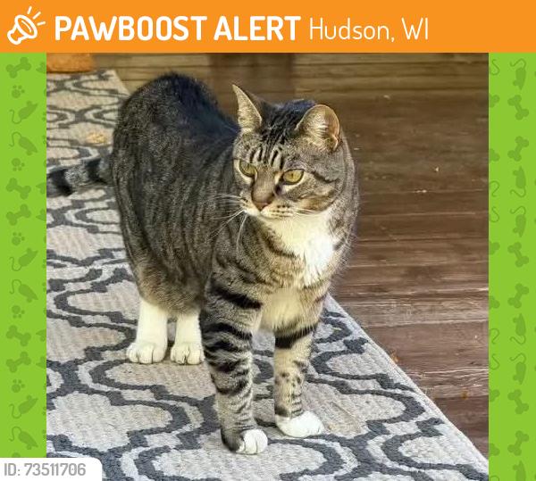 Found/Stray Male Cat last seen Hudson WI, Hudson, WI 54016