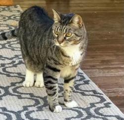 Found/Stray Male Cat last seen Hudson WI, Hudson, WI 54016