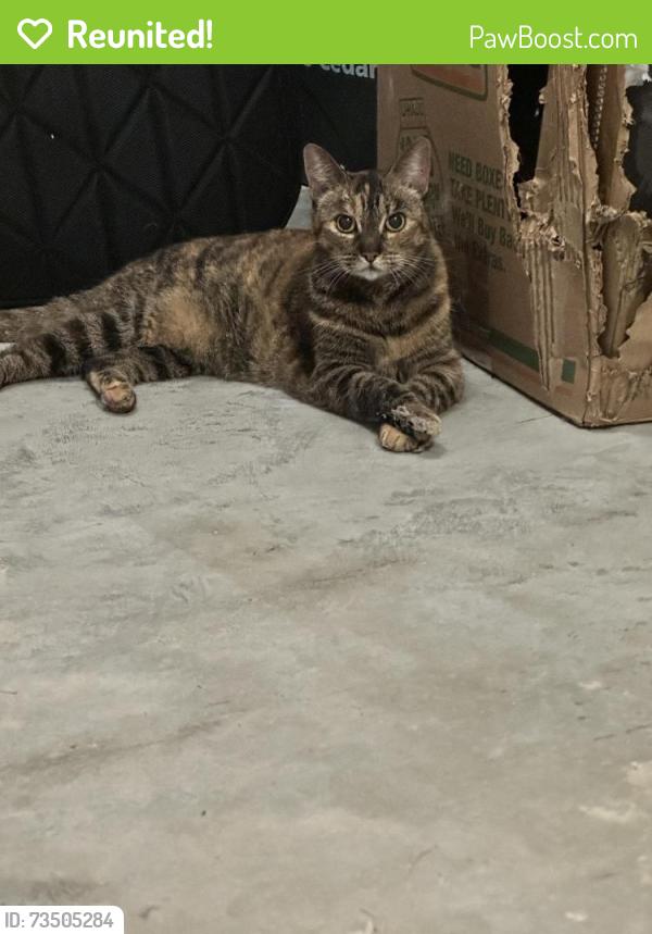 Reunited Unknown Cat last seen Audubon Magnolia, Magnolia, TX 77354