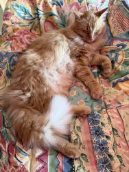 Lost Male Cat last seen Mast Landing, Mariner's Way, Bath, ME 04530