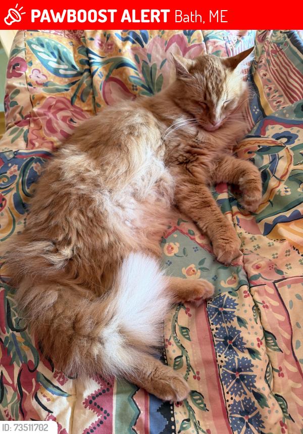Lost Male Cat last seen Mast Landing, Mariner's Way, Bath, ME 04530
